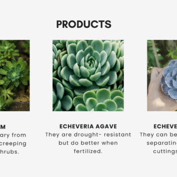 Nursery Garden Pitch Deck Template - Products