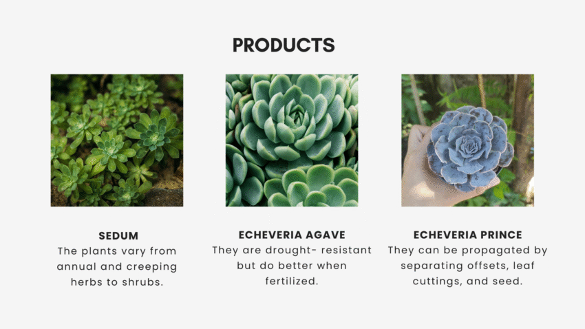 Nursery Garden Pitch Deck Template - Products